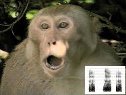 (Macaca mulatta) combining