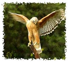 (Buteo lineatus) is