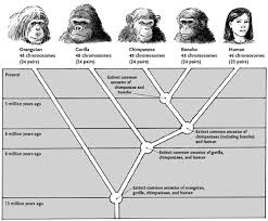 Hominidae Family Tree chart