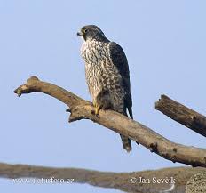 falco-peregrinus--