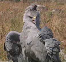 Harpyhaliaetus.jpg