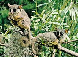 Family: Galagonidae