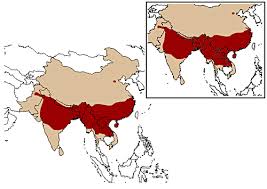 M. mulatta range (in red)