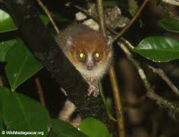 Microcebus rufus (Brown mouse