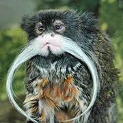 Species: Saguinus imperator