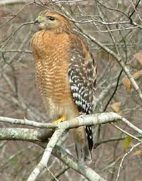 NAME: Buteo lineatus