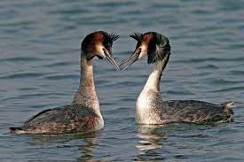 Grebe (Podiceps cristatus,