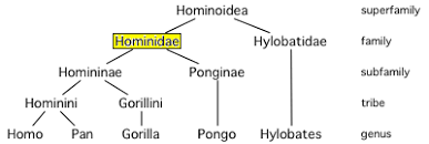 File:Hominidae.