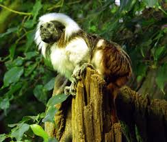 (Saguinus oedipus) - Wiki;