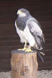 (Geranoaetus melanoleucus)