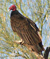 vulture - (Cathartes aura)