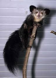 madagascariensis) has