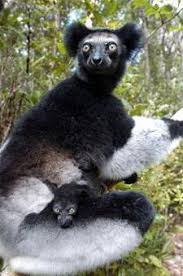 The Indri Indri