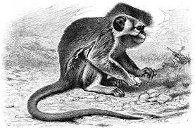 Miopithecus talapoin