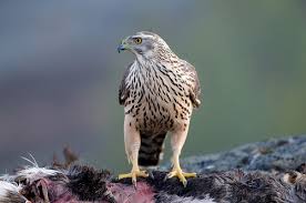 (Accipiter gentilis)
