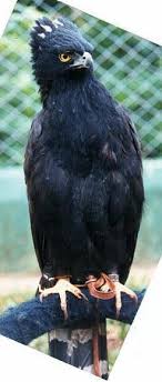 Spizaetus tyrannus