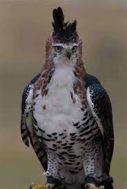 (Spizaetus Ornatus)-