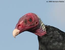 Turkey Vulture (Cathartes aura