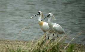 Spoonbill Platalea minor,