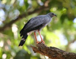 (Geranospiza caerulescens)