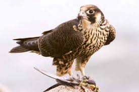 Latin: Falco peregrinus