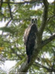Spizaetus cirrhatus