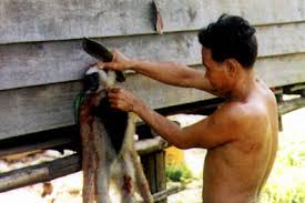 (Hylobates pileatus) in