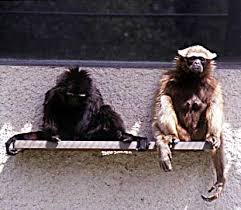 Agile gibbon (Hylobates agilis