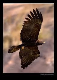 (Ictinaetus malayensis)