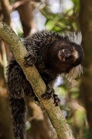 Genus: Callithrix) - Wiki