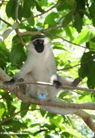 (Cercopithecus aethiops)