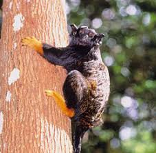 Saguinus midas
