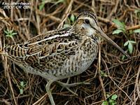 꺅도요사촌(Gallinago megala)