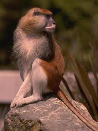 Mono Húsar (Erythrocebus patas