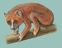 Image of: Arctocebus