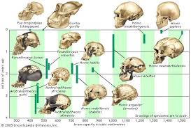Hominidae: cranial capacity