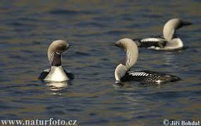Gavia arctica Pictures, Gavia