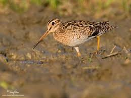 Snipe Gallinago hardwickii