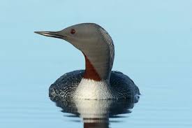 Gaviiformes. Gaviidae. Loons