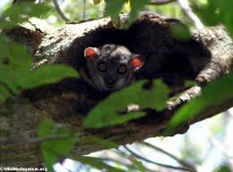 Lepilemur edwardsi
