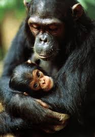 Pan troglodytes (Chimpanzee)