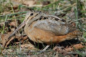 Woodcock - Scolopax minor