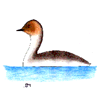 Podiceps occipitalis