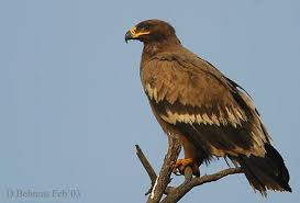Steppe Eagle Aquila nipalensis