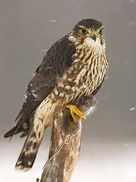 Merlin (Falco columbarius) by