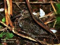 Dusky Woodcock - Scolopax