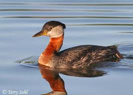 Grebe - Podiceps grisegena