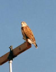 Buteo regalis is the