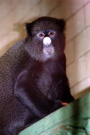 Cercopithecus nictitans из