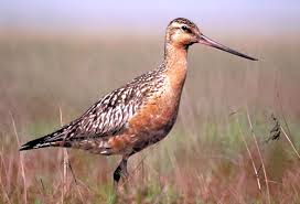 Godwit (Limosa lapponica)